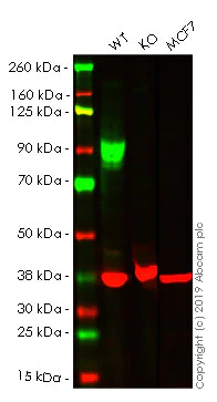 Western blot - Anti-CD105 antibody [105C02] (AB44967)