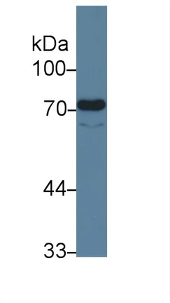 Western blot - Anti-CD105 antibody [17#] (AB239734)