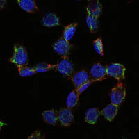 Immunocytochemistry/ Immunofluorescence - Anti-CD105 antibody [3A9] (AB114052)