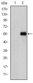 Western blot - Anti-CD105 antibody [3A9] (AB114052)