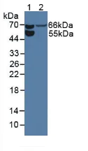 Western blot - Anti-CD105 antibody (AB231673)