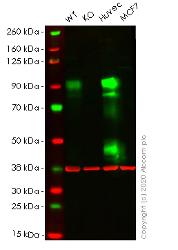 Western blot - Anti-CD105 antibody [EPR10145-10] - BSA and Azide free (AB249611)