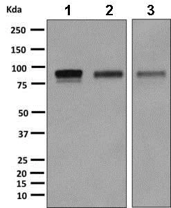Western blot - Anti-CD105 antibody [EPR10145-12] (AB169545)