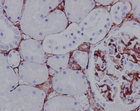 Immunohistochemistry (Formalin/PFA-fixed paraffin-embedded sections) - Anti-CD105 antibody [EPR10145-12] - BSA and Azide free (AB271922)