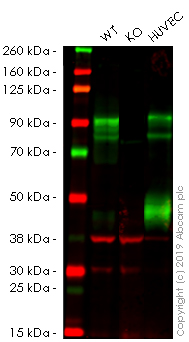 Western blot - Anti-CD105 antibody [EPR10145-12] - BSA and Azide free (AB271922), expandable thumbnail