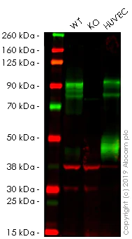Western blot - Anti-CD105 antibody [EPR10145-12] - BSA and Azide free (AB271922)