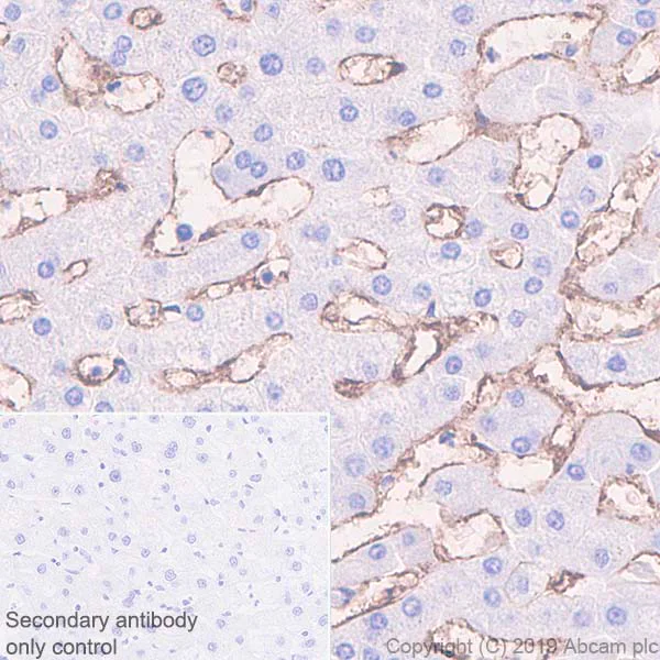 Immunohistochemistry (Formalin/PFA-fixed paraffin-embedded sections) - Anti-CD105 antibody [EPR19911-220] - BSA and Azide free (AB252548)
