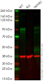 Western blot - Anti-CD105 antibody [EPR19911-220] - BSA and Azide free (AB252548), expandable thumbnail
