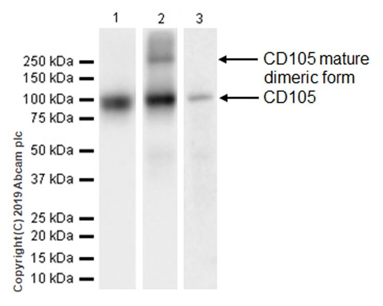 Western blot - Anti-CD105 antibody [EPR19911-220] - BSA and Azide free (AB252548), expandable thumbnail
