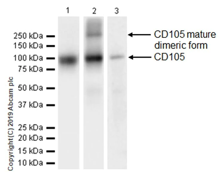 Western blot - Anti-CD105 antibody [EPR19911-220] - BSA and Azide free (AB252548)