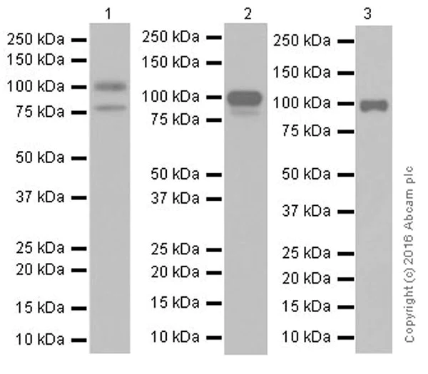 Western blot - Anti-CD105 antibody [EPR19911] - BSA and Azide free (AB251457)