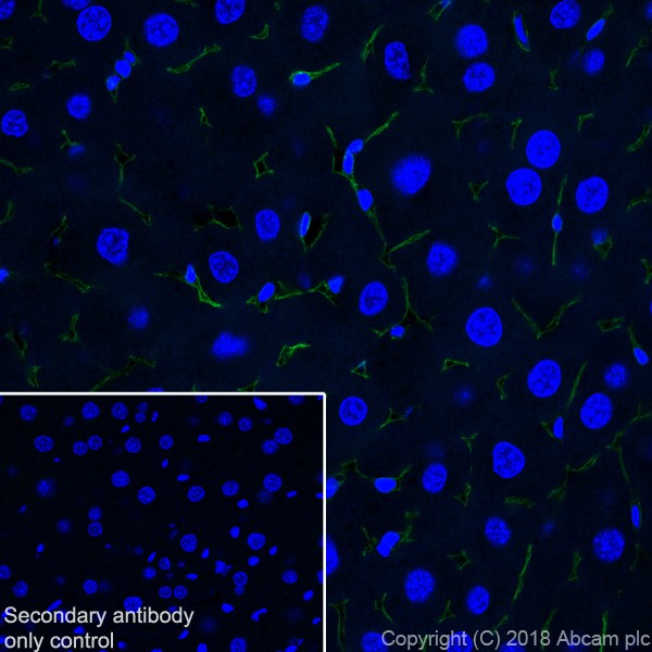 Immunohistochemistry (Frozen sections) - Anti-CD105 antibody [EPR21846] (AB221675), expandable thumbnail