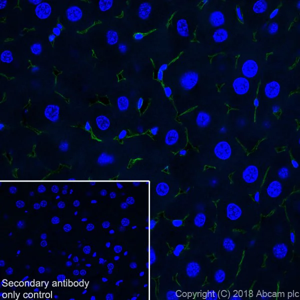 Immunohistochemistry (Frozen sections) - Anti-CD105 antibody [EPR21846] - BSA and Azide free (AB231832)