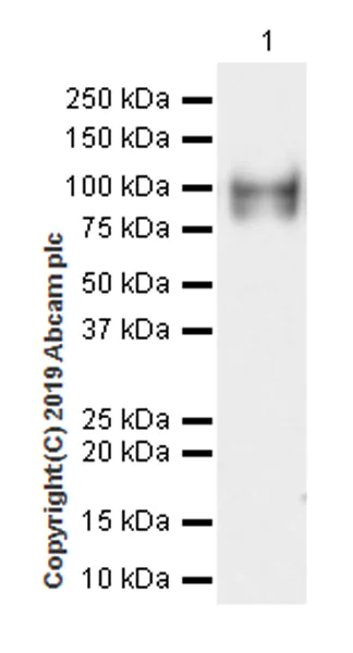 Western blot - Anti-CD105 antibody [EPR22811-18] (AB231774)