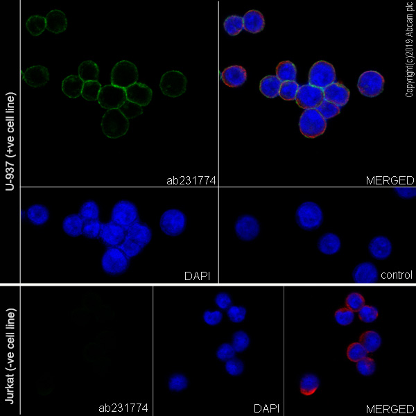 Immunocytochemistry/ Immunofluorescence - Anti-CD105 antibody [EPR22811-18] - BSA and Azide free (ab256146), expandable thumbnail