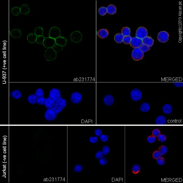 Immunocytochemistry/ Immunofluorescence - Anti-CD105 antibody [EPR22811-18] - BSA and Azide free (AB256146)