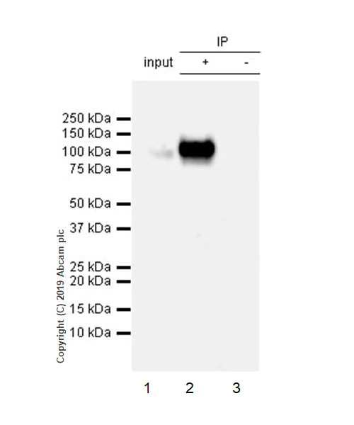 Immunoprecipitation - Anti-CD105 antibody [EPR22811-18] - BSA and Azide free (AB256146)