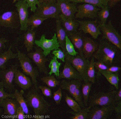 Immunocytochemistry/ Immunofluorescence - Anti-CD105 antibody [MEM-226] (AB2529)