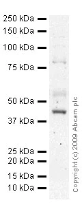 Western blot - Anti-CD105 antibody [MEM-226] (AB2529)