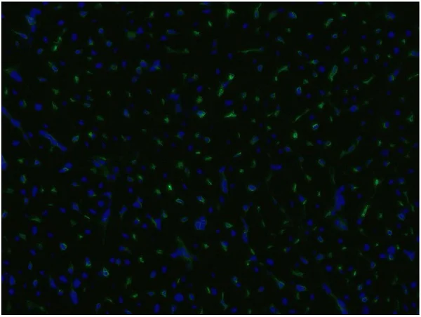 Immunohistochemistry (Frozen sections) - Anti-CD105 antibody [MEM-229] (AB69772)