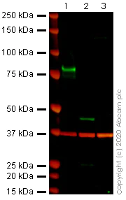 Western blot - Anti-CD105 antibody [MJ7/18] (AB81456)