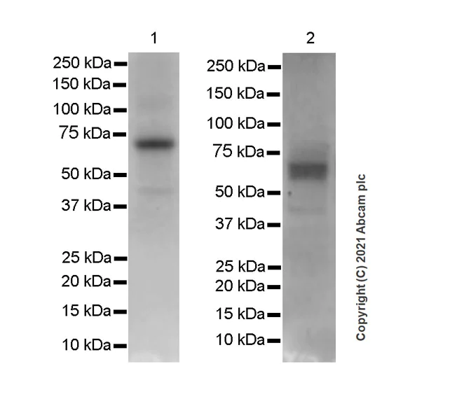 Western blot - Anti-CD116 antibody [EPR24554-113] - BSA and Azide free (AB280372)