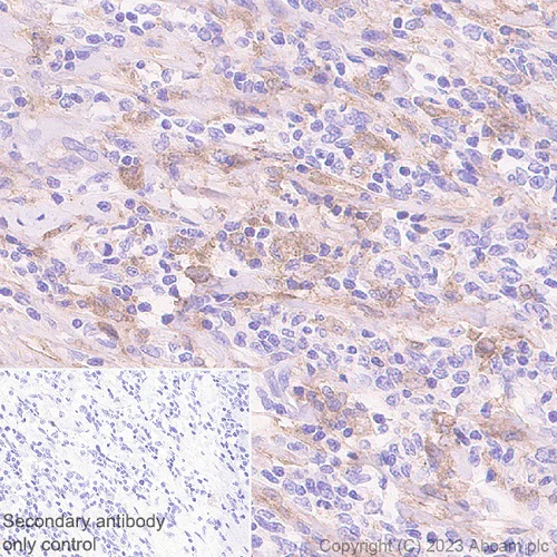 Immunohistochemistry (Formalin/PFA-fixed paraffin-embedded sections) - Anti-CD116 antibody [EPR26505-444] (AB308294)