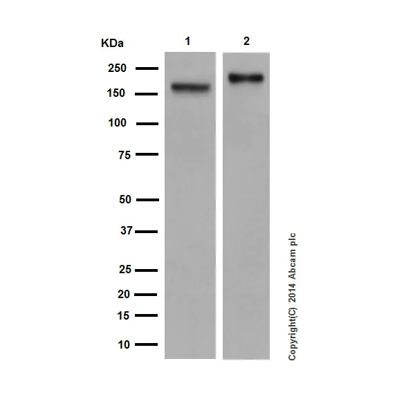 Western blot - Anti-CD11a antibody [EP1285Y] (AB52895)