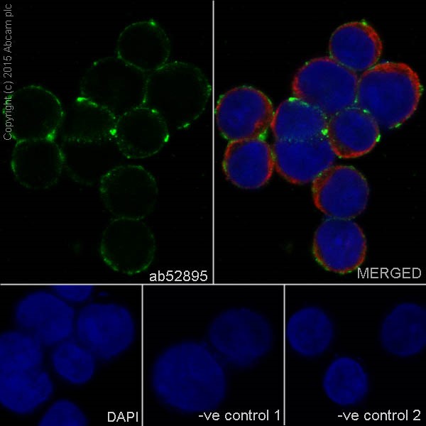 Immunocytochemistry/ Immunofluorescence - Anti-CD11a antibody [EP1285Y] - Low endotoxin, Azide free (AB246701), expandable thumbnail