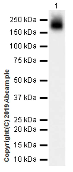 Western blot - Anti-CD11a antibody [EPR22578-312] (AB228964)