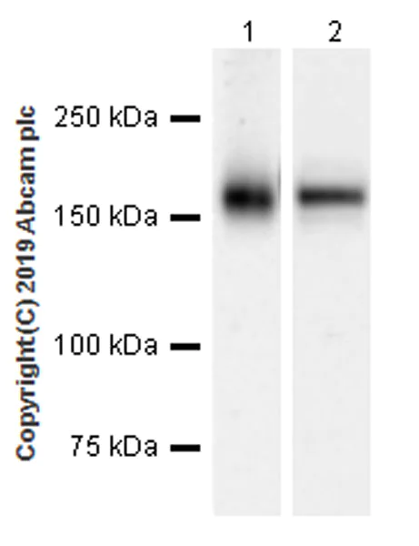 Western blot - Anti-CD11a antibody [EPR22578-312] (AB228964)