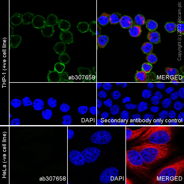 Immunocytochemistry/ Immunofluorescence - Anti-CD11a antibody [EPR26928-111A] (AB307658)