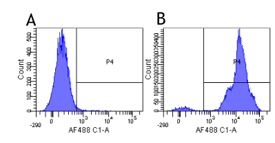 Flow Cytometry - Anti-CD11a antibody [hu1124 (Efalizumab)] - Rabbit IgG (Chimeric) (AB275978)