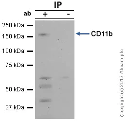Immunoprecipitation - Anti-CD11b antibody (AB128797)