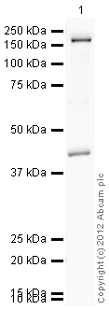 Western blot - Anti-CD11b antibody (AB128797)