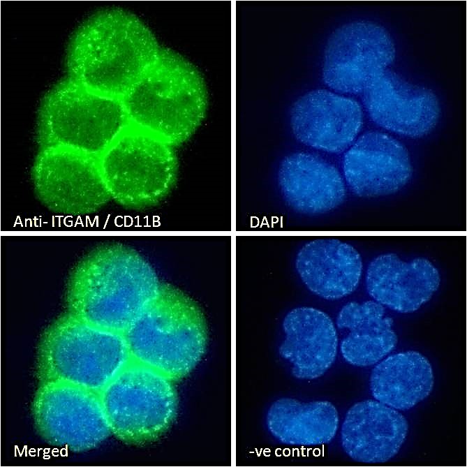 【美品】ALBIT GFD-1 Anti-Arginase 1 antibody (GTX109242) | GeneTex