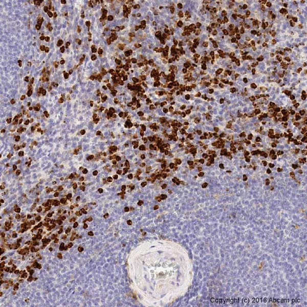 Immunohistochemistry (Formalin/PFA-fixed paraffin-embedded sections) - Anti-CD11b antibody [EP1345Y] - C-terminal (AB52478)
