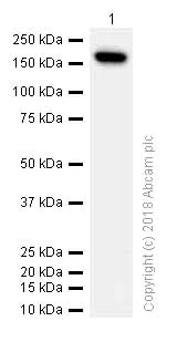 Western blot - Anti-CD11b antibody [EP1345Y] - C-terminal (AB52478)