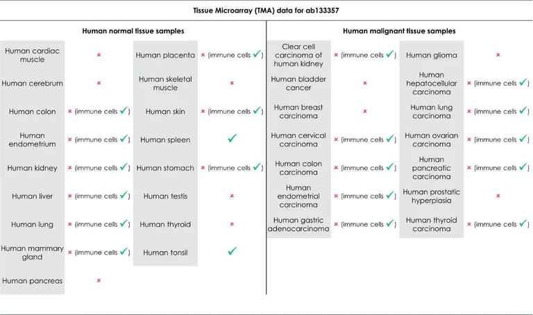 Immunohistochemistry (Formalin/PFA-fixed paraffin-embedded sections) - Anti-CD11b antibody [EPR1344] (AB133357)