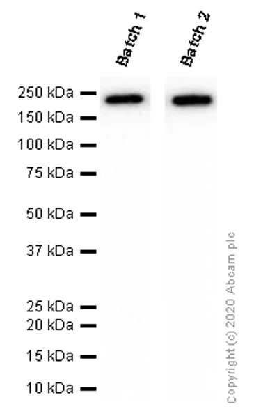 Western blot - Anti-CD11b antibody [EPR1344] (AB133357)