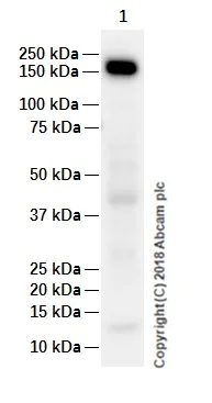 Western blot - Anti-CD11b antibody [EPR1344] (AB133357)