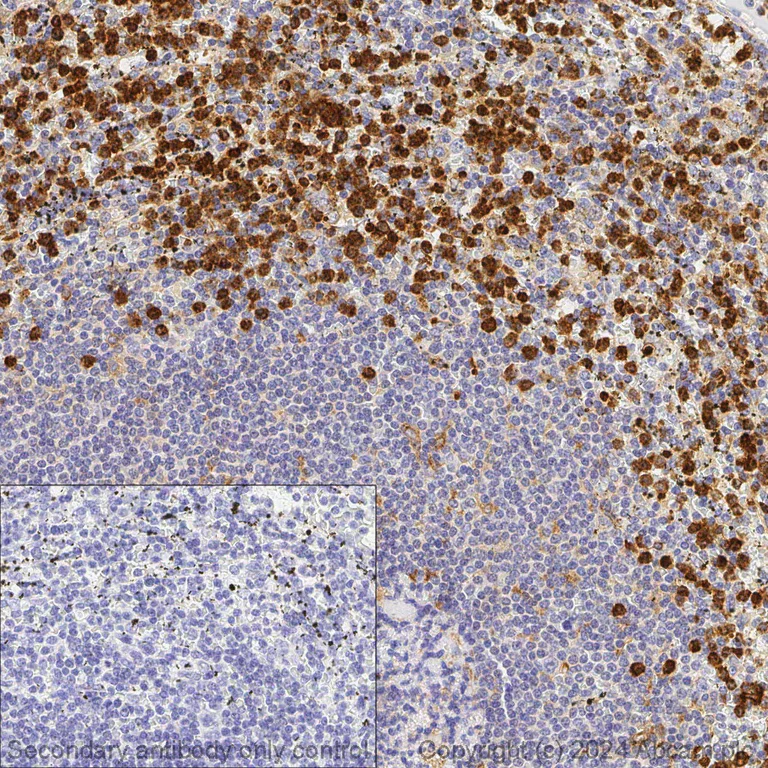 Immunohistochemistry (Formalin/PFA-fixed paraffin-embedded sections) - Anti-CD11b antibody [EPR1344] - BSA and Azide free (AB209970)