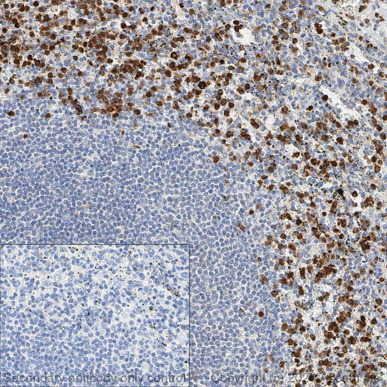 Immunohistochemistry (Formalin/PFA-fixed paraffin-embedded sections) - Anti-CD11b antibody [EPR1344] - BSA and Azide free (AB209970)