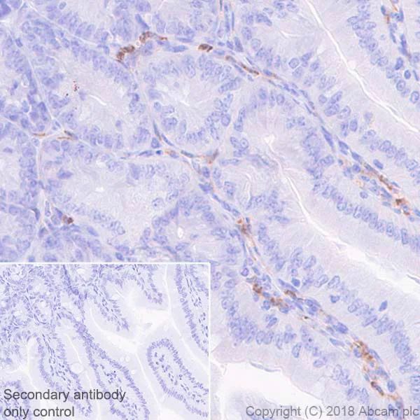 Immunohistochemistry (Formalin/PFA-fixed paraffin-embedded sections) - Anti-CD11b antibody [EPR1344] - Low endotoxin, Azide free (AB216445)