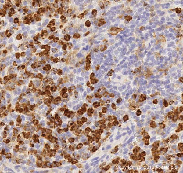 Immunohistochemistry (Formalin/PFA-fixed paraffin-embedded sections) - Anti-CD11b antibody [EPR1344] - Low endotoxin, Azide free (AB216445)