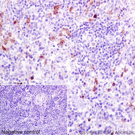 Immunohistochemistry (Formalin/PFA-fixed paraffin-embedded sections) - Anti-CD11b antibody [EPR1344] - Low endotoxin, Azide free (AB216445)