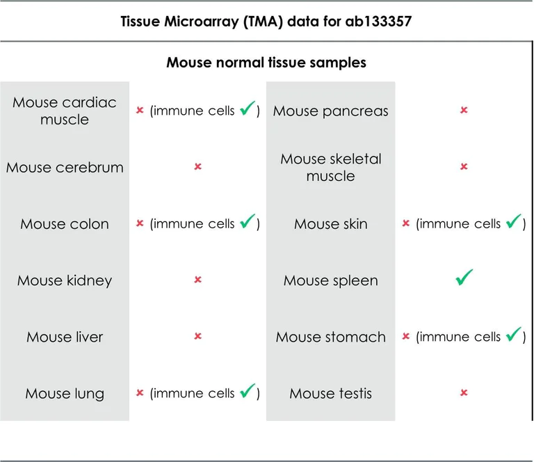 Immunohistochemistry (Formalin/PFA-fixed paraffin-embedded sections) - Anti-CD11b antibody [EPR1344] - Low endotoxin, Azide free (AB216445)