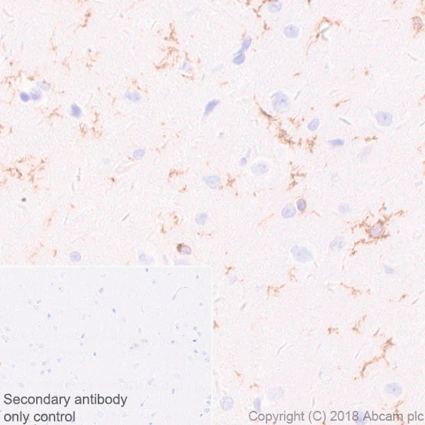 Immunohistochemistry (Formalin/PFA-fixed paraffin-embedded sections) - Anti-CD11b antibody [EPR1344] - Low endotoxin, Azide free (AB216445)