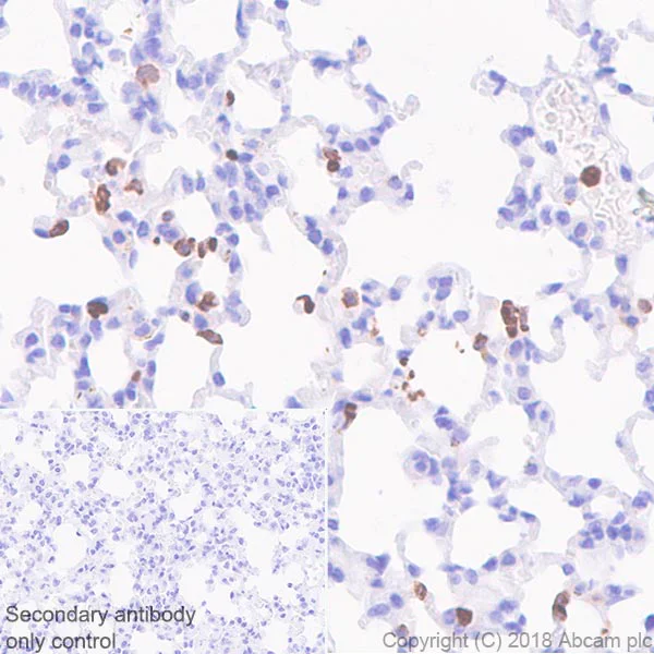 Immunohistochemistry (Formalin/PFA-fixed paraffin-embedded sections) - Anti-CD11b antibody [EPR1344] - Low endotoxin, Azide free (AB216445)