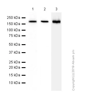 Western blot - Anti-CD11b antibody [EPR1344] - Low endotoxin, Azide free (AB216445)